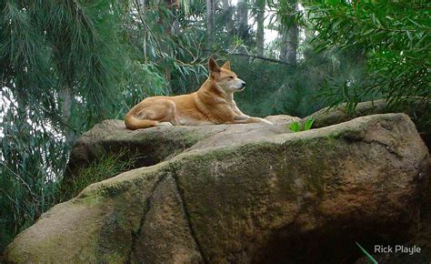 King Dingo